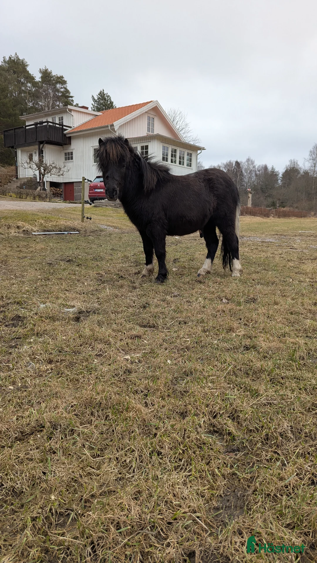 Allround hästar till salu: Amerikansk Miniatyr  - Annons 2