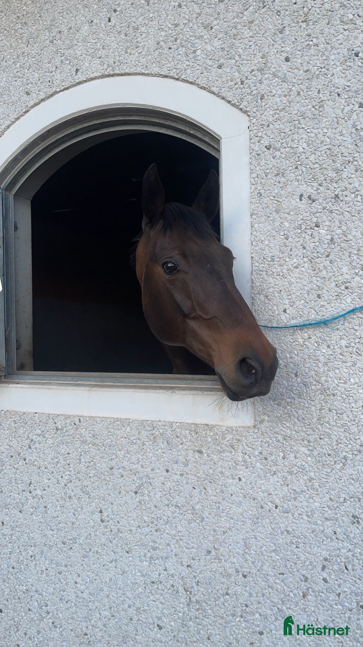  hästar Sällskapshäst/skogsmulle i Tidaholm - Annons 11
