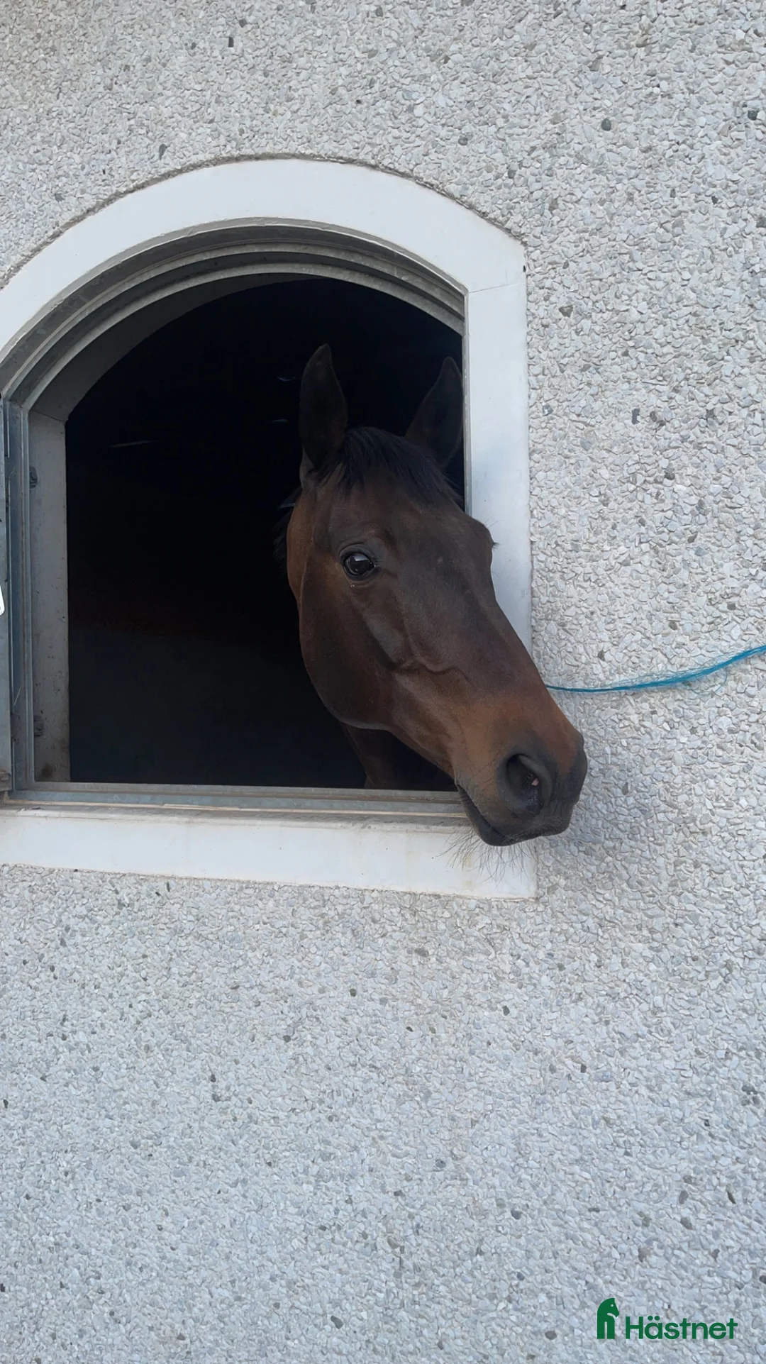 Sällskap hästar till salu: Sällskapshäst/skogsmulle i Tidaholm - Annons 1