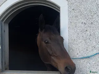 hästar Sällskapshäst/skogsmulle i Tidaholm - Annons 11