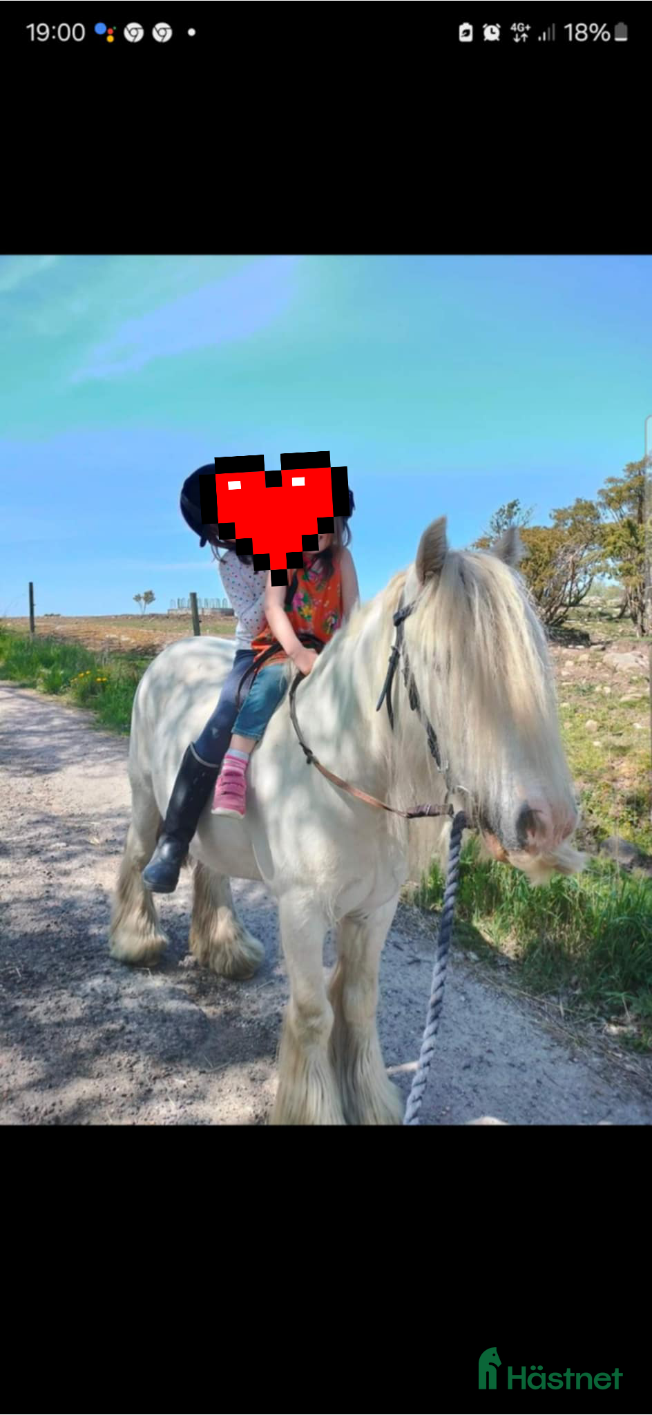  hästar Supertrygg b ponny, även är lämplig för verksamhet i Säve - Annons 3