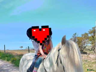 hästar Supertrygg b ponny, även är lämplig för verksamhet i Säve - Annons 6