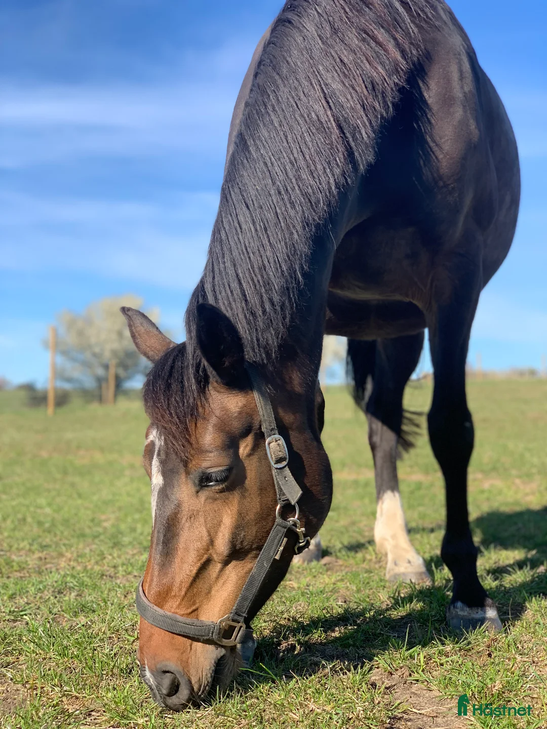 Avelshästar hästar till salu: Top avlshoppe sælges, hophest - Annons 8
