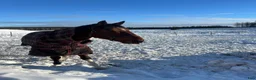 Allround hästar till salu: Intressekoll i Nora - Annons 6
