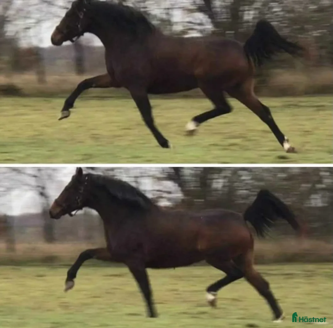 Dressyr hästar till salu: BOKAD: Avelssto dräktig m Hesselhøj D.U i Kalmar - Annons 3
