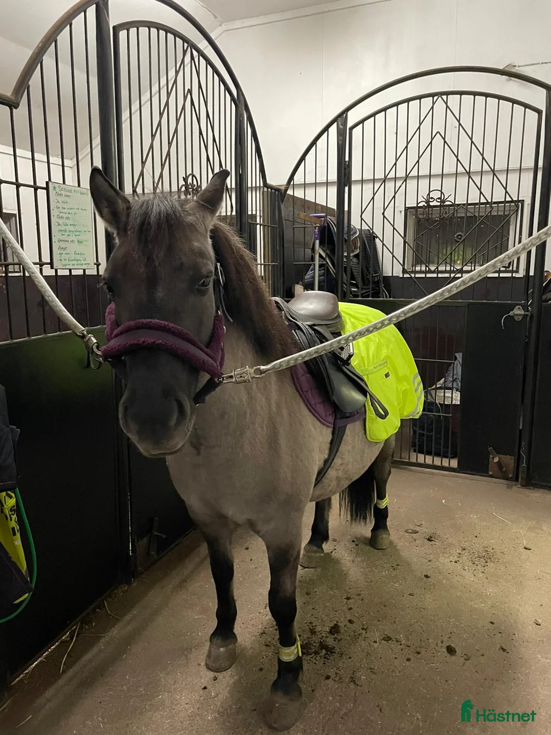 Körning hästar till salu: Charmig ponny till tuff ryttare! - Annons 6