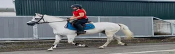 Allround hästar till salu: Gorgeous Connemara gelding - Annons 8