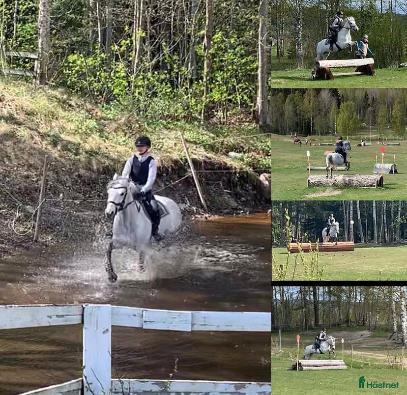  hästar Fina Miss Li - Annons 16