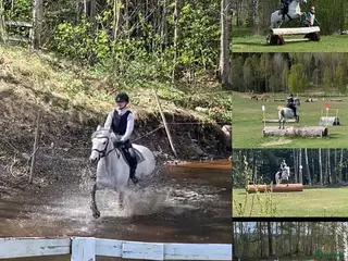 hästar Fina Miss Li - Annons 16