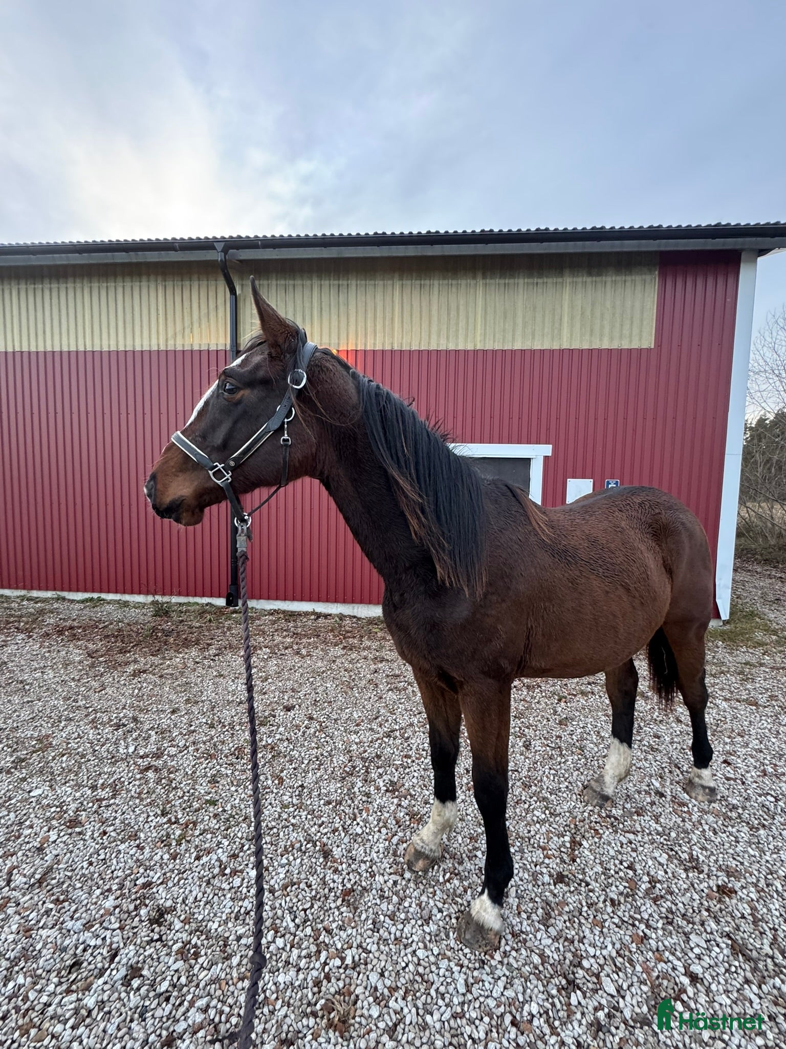  hästar Fin valack med bra stam! i Fårö - Annons 10