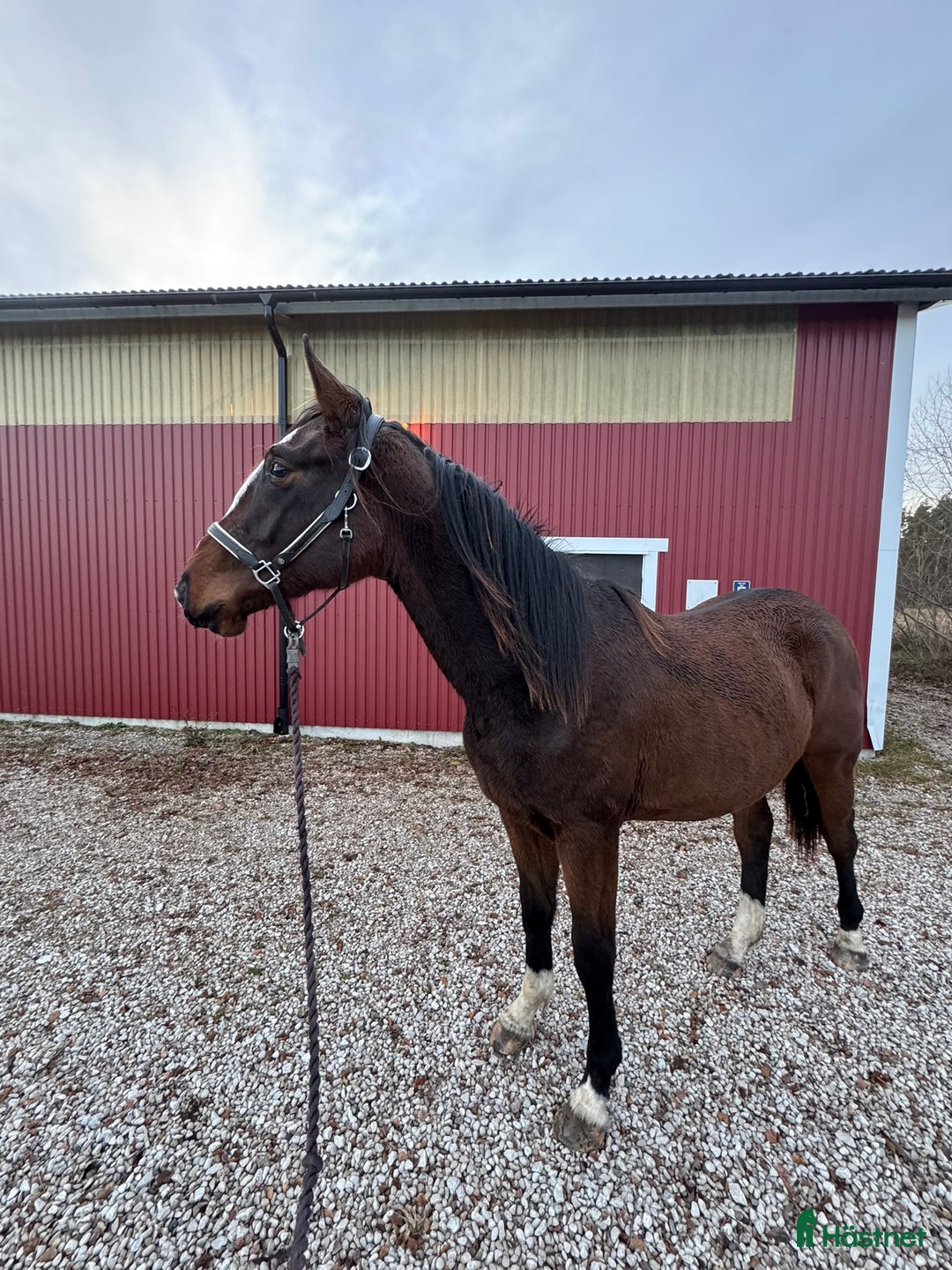 Hoppning hästar till salu: Fin valack med bra stam! i Fårö - Annons 1
