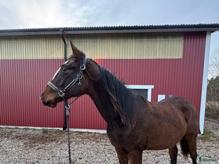 Hoppning hästar till salu: Fin valack med bra stam! i Fårö - Annons 1