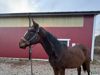 hästar Fin valack med bra stam! i Fårö - Annons 2