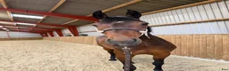 Hoppning hästar till salu: Fineste holsteinerstoet för avel – säljes/bytes - Annons 3