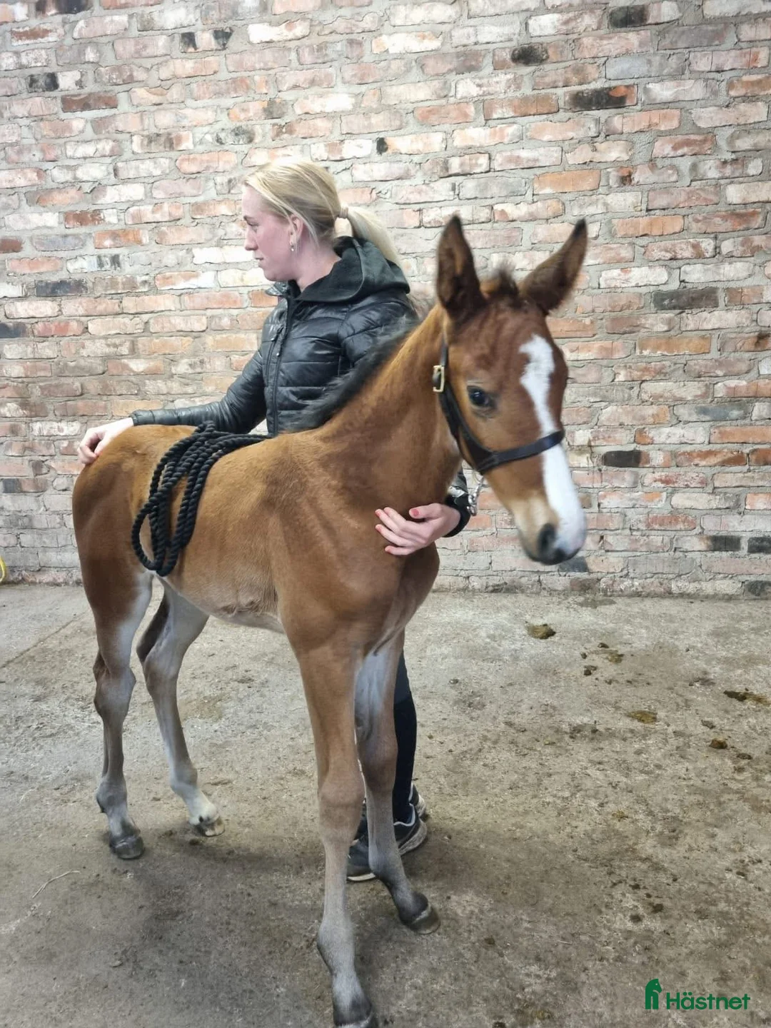 Hoppning hästar till salu: Stoföl säljes eller ev bytes i Björnlunda - Annons 5