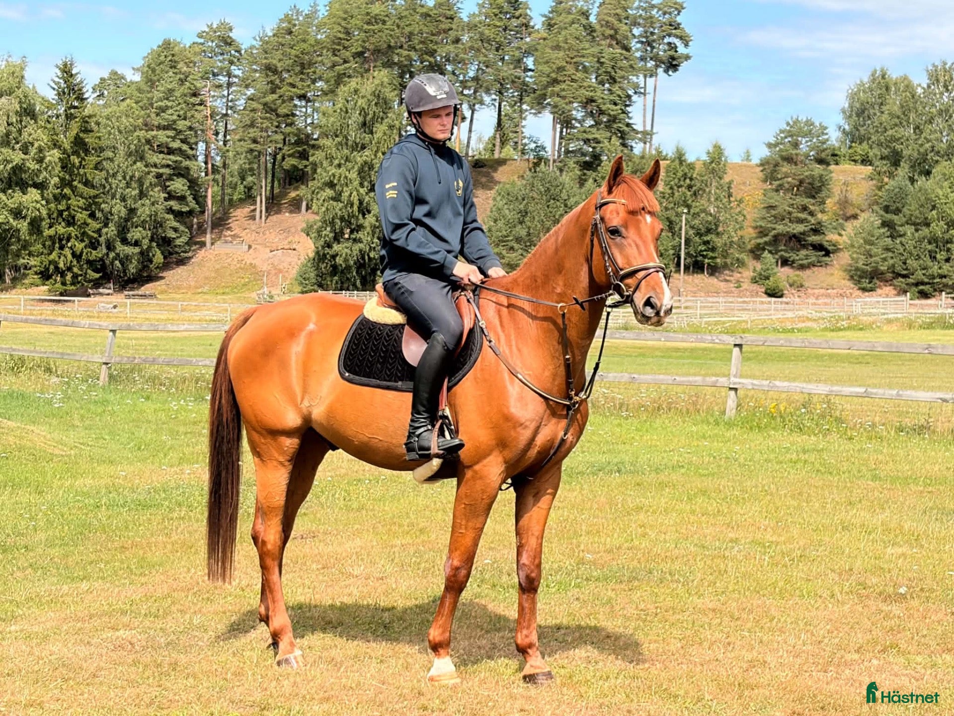  hästar Dressyr valack SWB - Annons 2