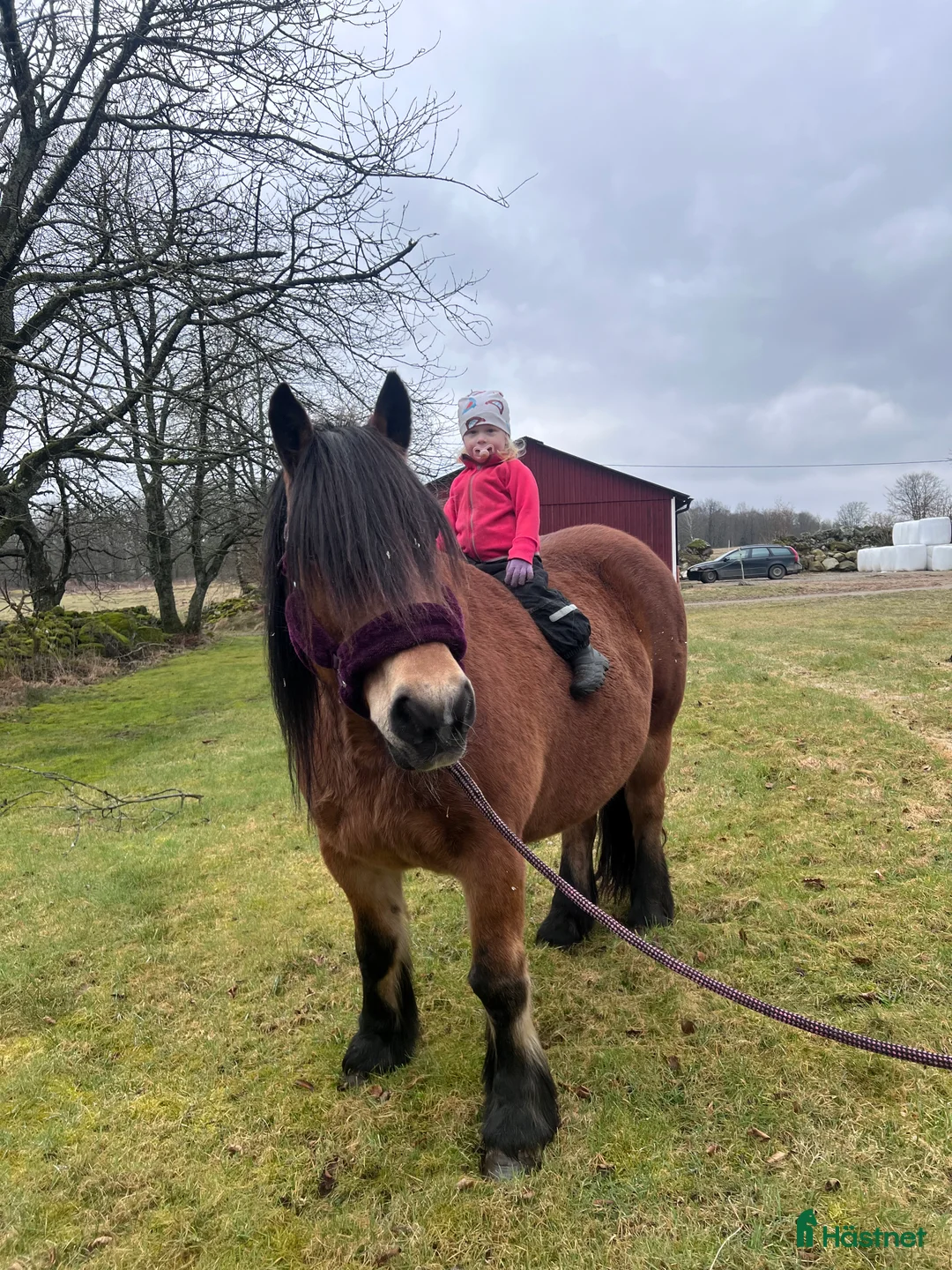 Allround hästar till salu: Världens snällaste skogsmulle / tanthäst i Hörja - Annons 11