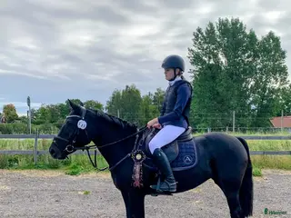 hästar Perfekt fälttävlansponny, maxad C - Annons 12