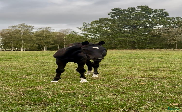  hästar i Bjärnum - Annons 3