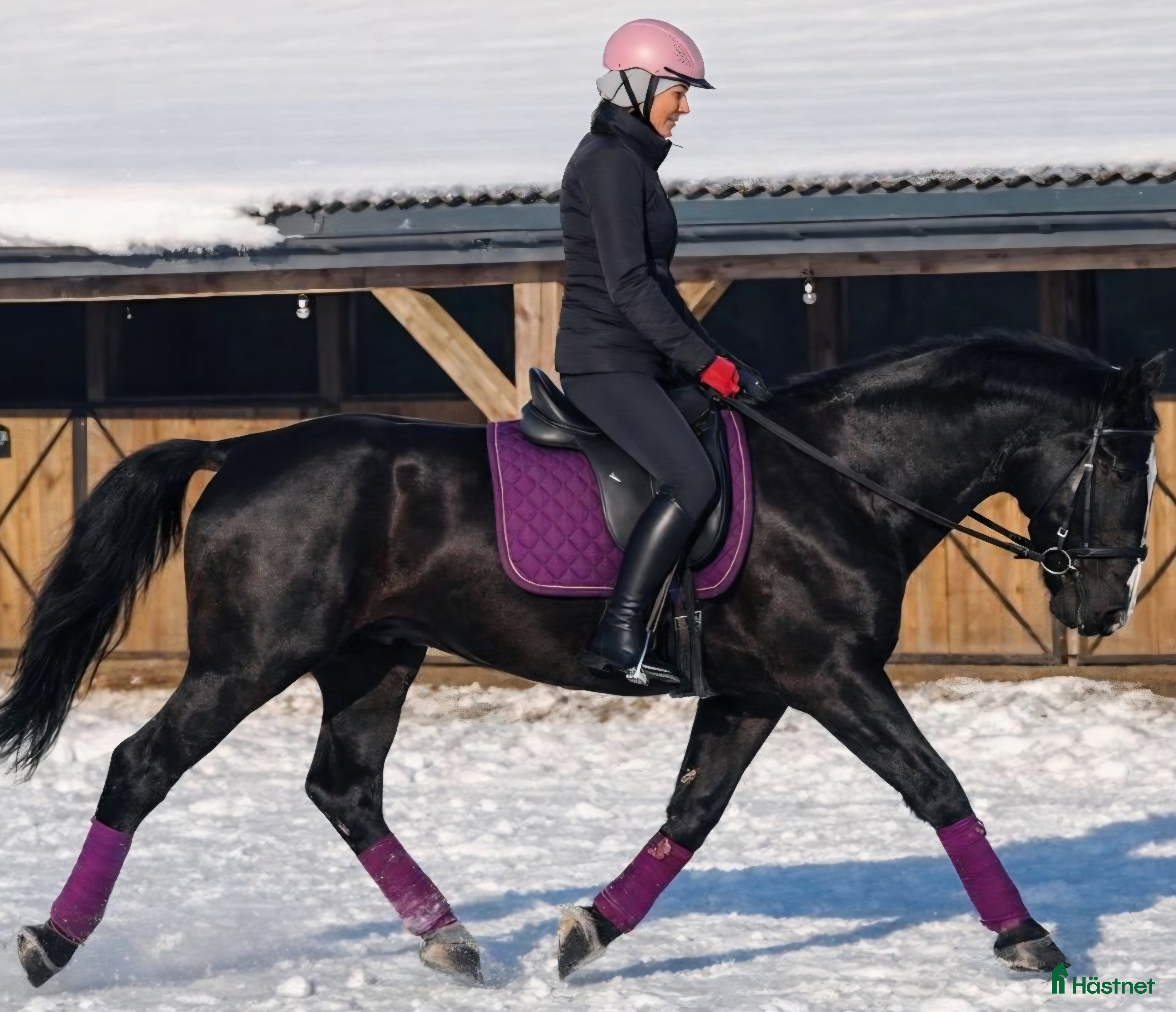  hästar New Fantastic Silesian - perfect mover - Annons 5