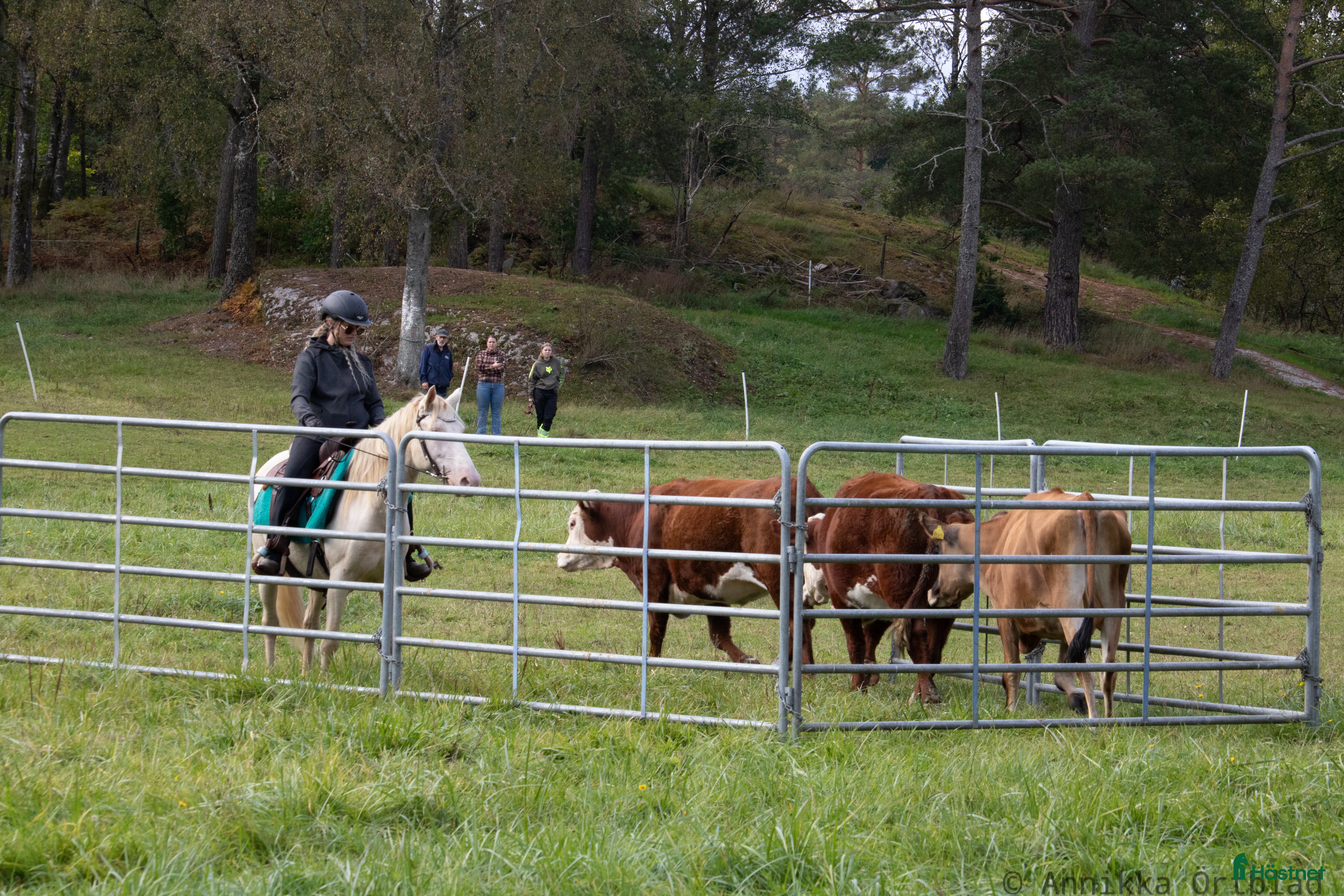  hästar En riktigt trevlig ponny  i Färgelanda - Annons 3
