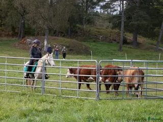 hästar En riktigt trevlig ponny i Färgelanda - Annons 6