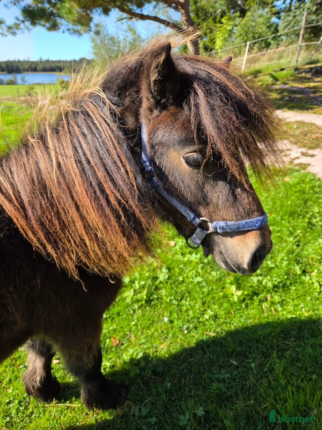 Allround hästar till salu: Minishettis Unghingst i Frändefors - Annons 2