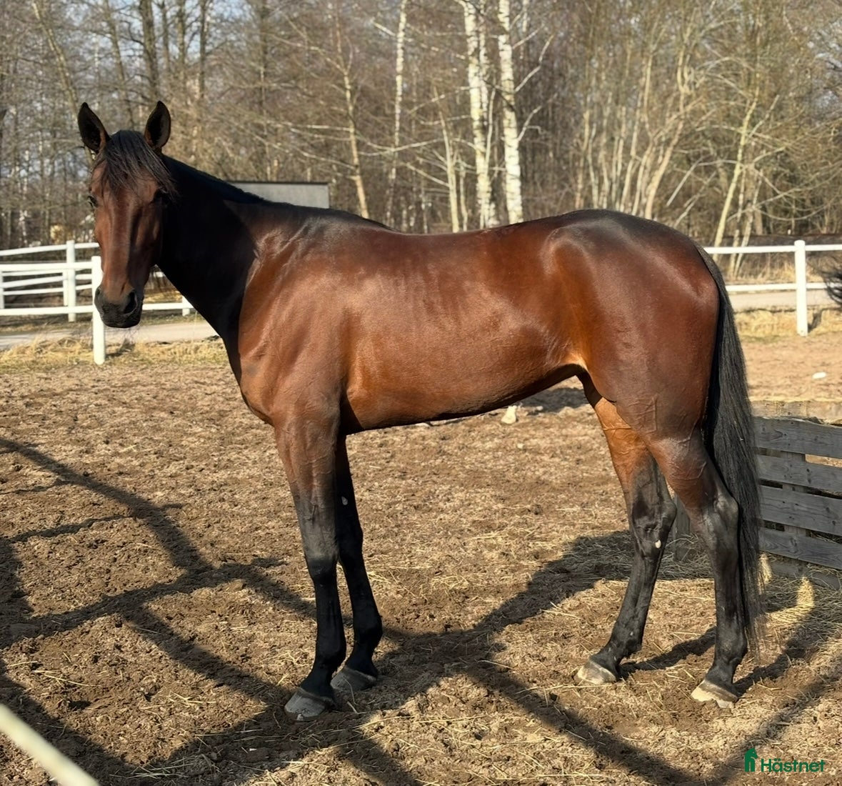  hästar Underbart sto söker föralltid hem  i Halmstad - Annons 18