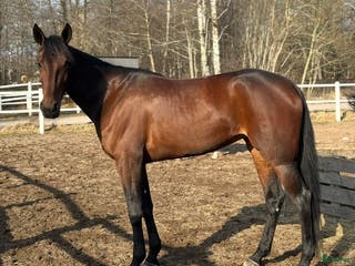 hästar Underbart sto söker föralltid hem i Halmstad - Annons 18