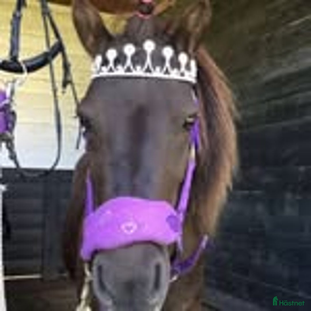 Allround hästar till salu: UNDERBARA SHETTISSTON i Sölvesborg - Annons 2