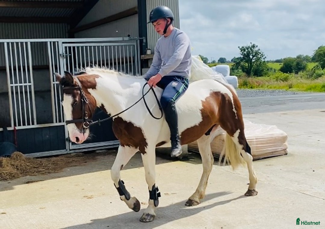 Allround hästar till salu: Selection of Irish ponies i Ljungby - Bild 15