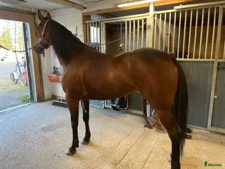 hästar Trevligt sto söker sin människa - Annons 5