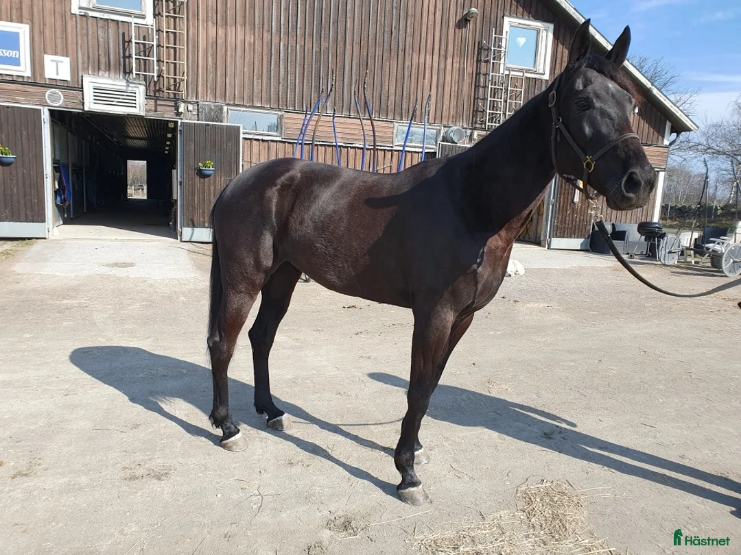 Allround hästar till salu: En härligt snäll häst i Kalmar - Annons 2