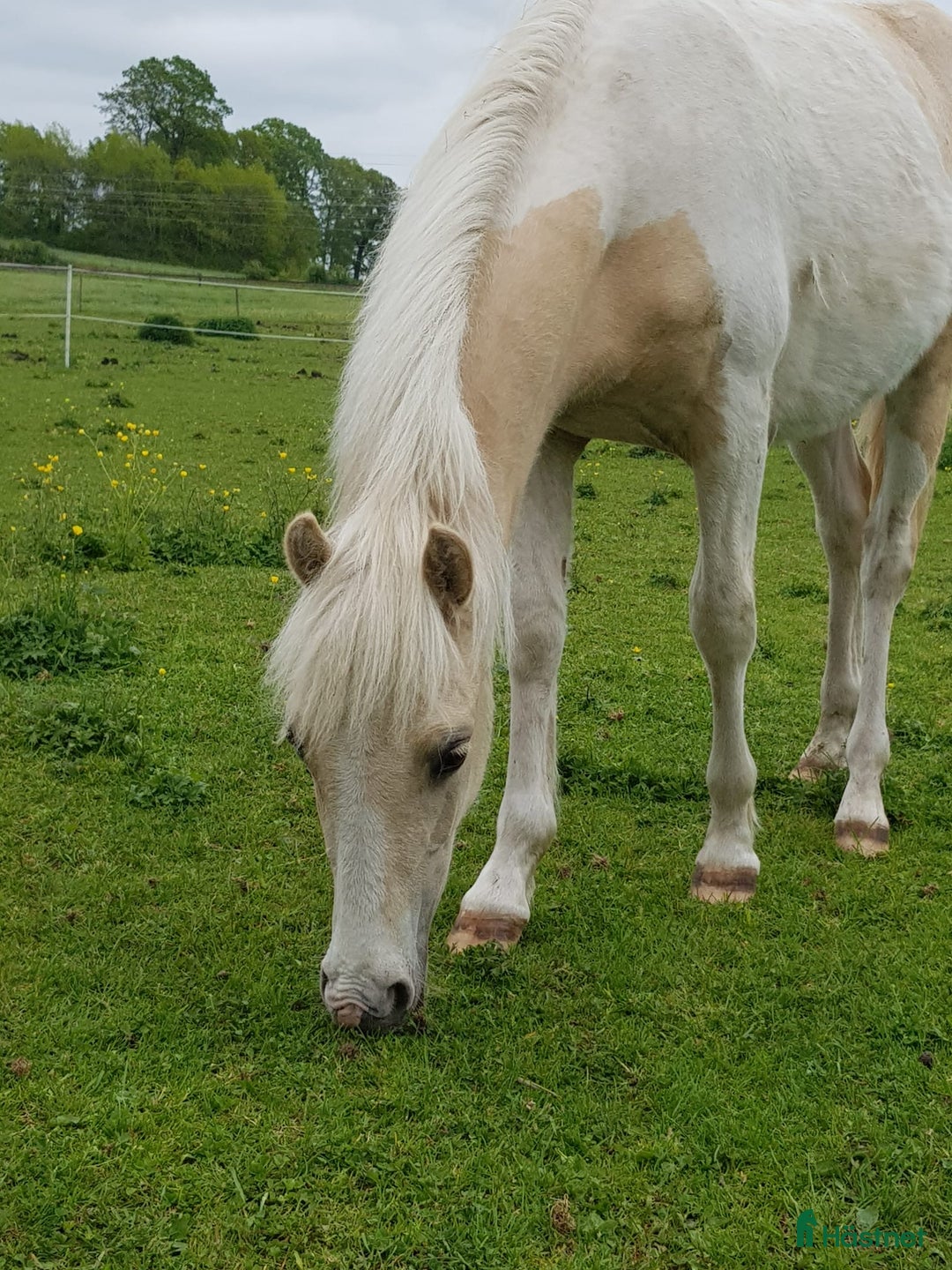 Allround hästar till salu: Blivande SM ponny i Ballingslöv - Annons 1