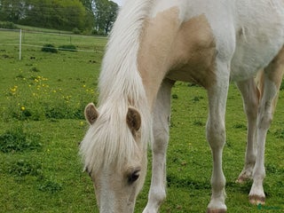 Allround hästar till salu: Blivande SM ponny i Ballingslöv - Annons 4