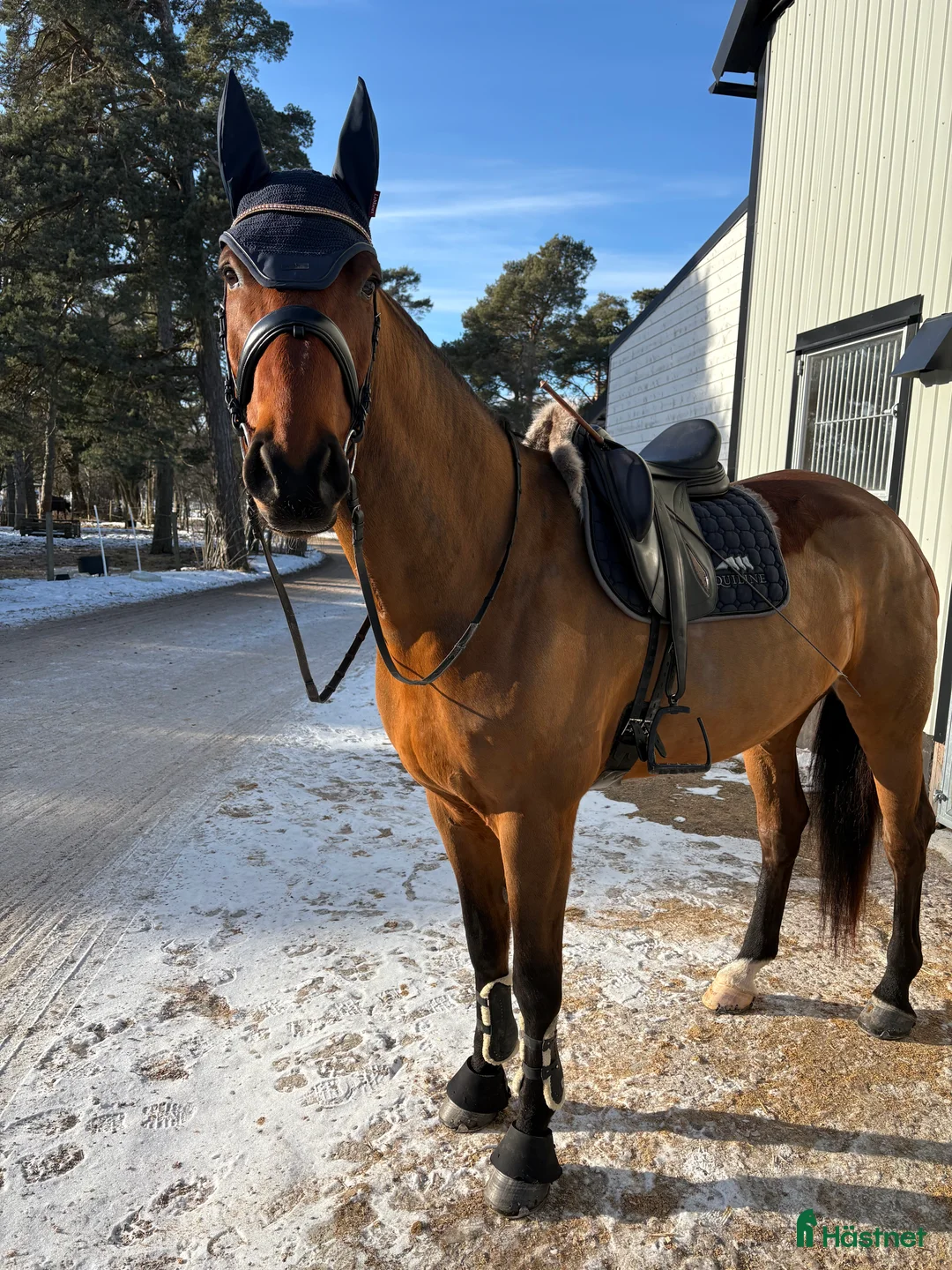 Sällskap hästar till salu: Modig valack till uteritter och sällskap i Visby - Annons 4