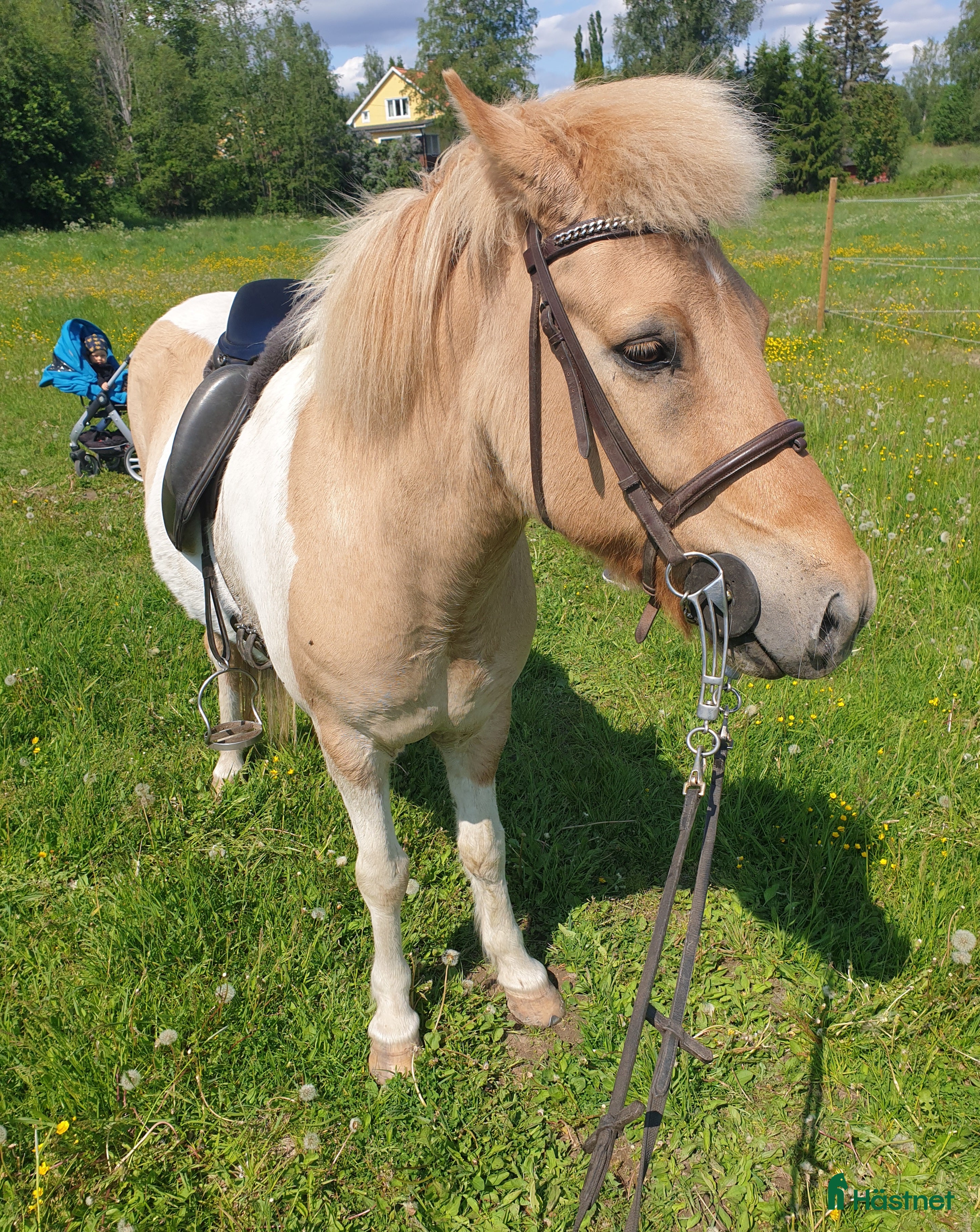  hästar Äldre islandsvalack till van ryttare  i Storvik - Annons 1