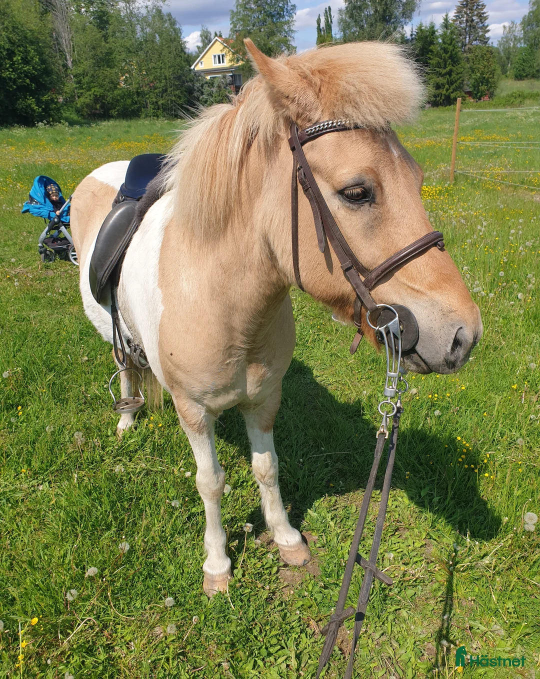 Island hästar till salu: Äldre islandsvalack till van ryttare  i Storvik - Annons 1