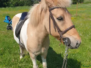 hästar Äldre islandsvalack till van ryttare i Storvik - Annons 1