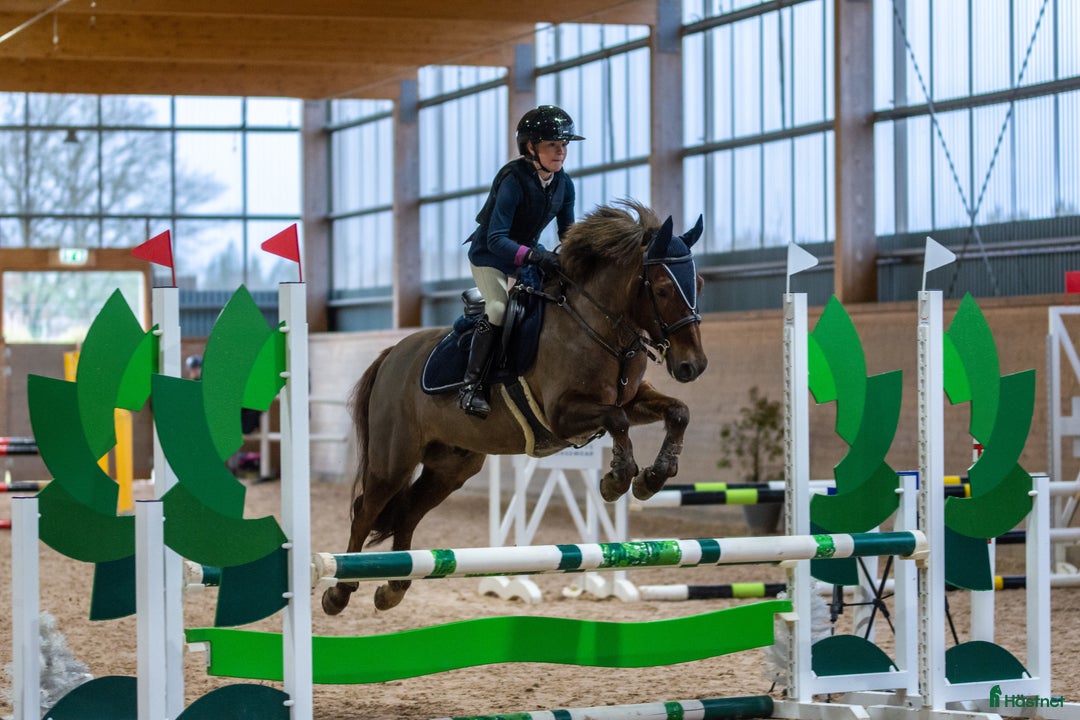 Hoppning hästar till salu: One in A million ponny🌟 i Färjestaden - Annons 2