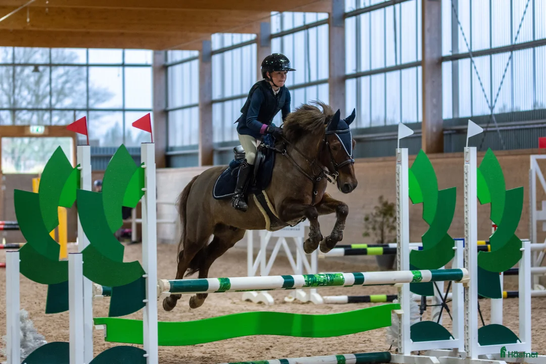 Hoppning hästar till salu: One in A million ponny🌟 i Färjestaden - Annons 2