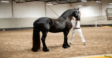  hästar Sirius en läckerbit utöver det vanliga i Upplands Väsby - Annons 4