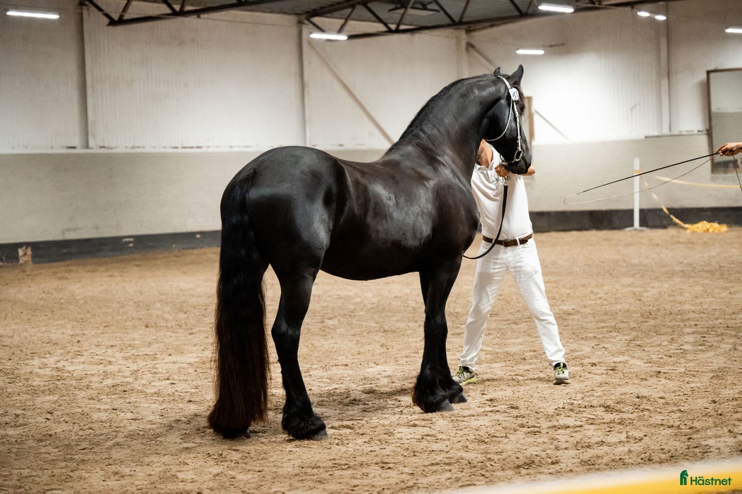 Allround hästar till salu: Sirius en läckerbit utöver det vanliga i Upplands Väsby - Annons 3