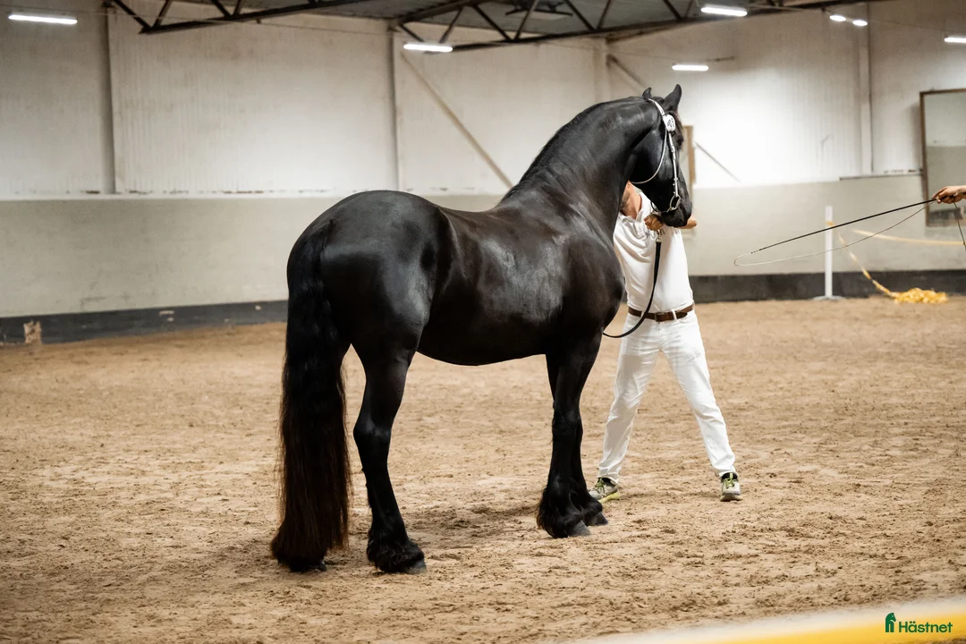 Allround hästar till salu: Sirius en lyxig drömhäst - Annons 3