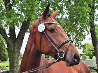 hästar Vinnaren av rikssto 2025, e Emerald - Annons 1