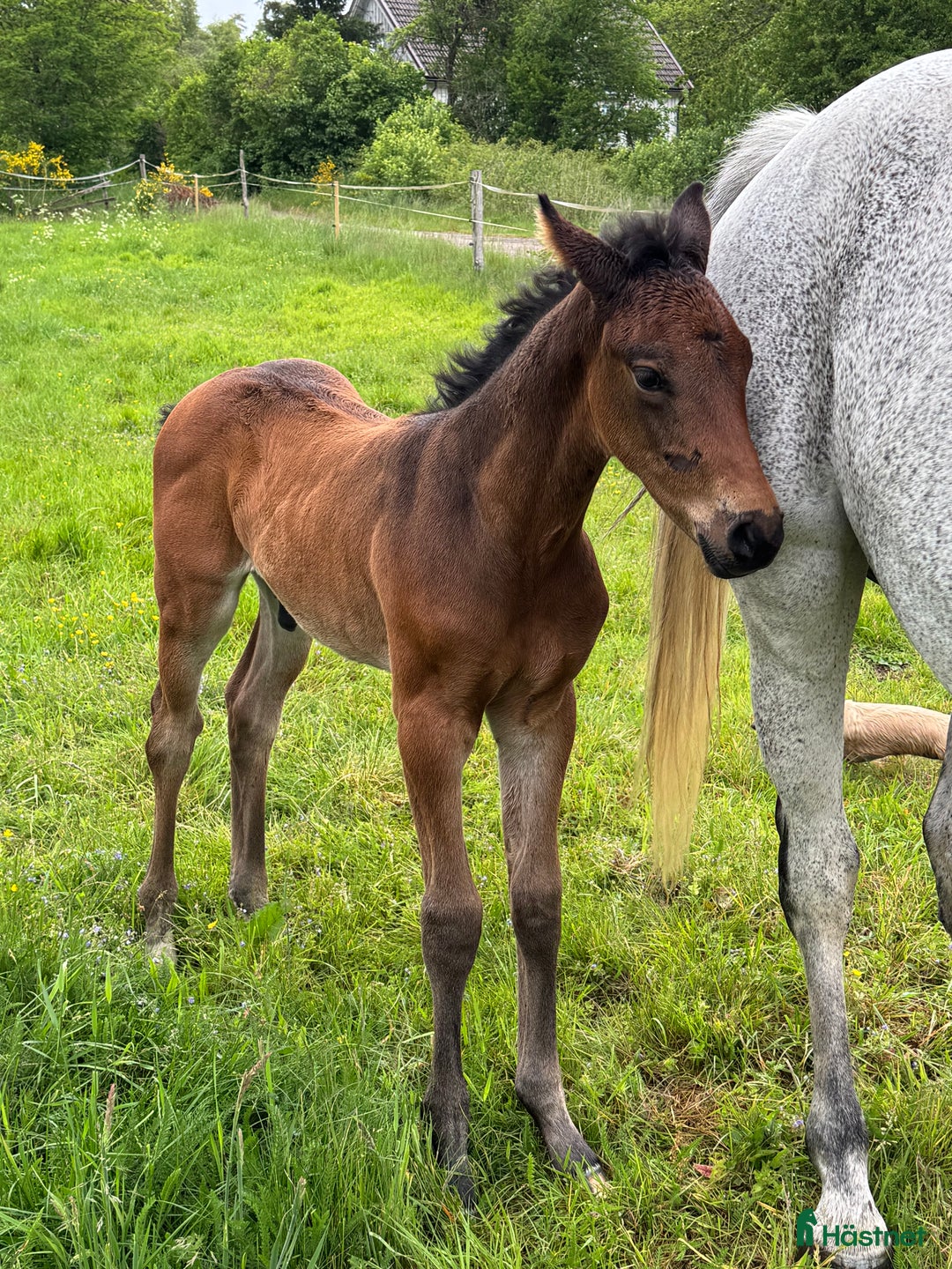 Allround hästar till salu: Exklusivt kvalitetsföl efter Hardrock Z ⭐️ i Ullared - Annons 9