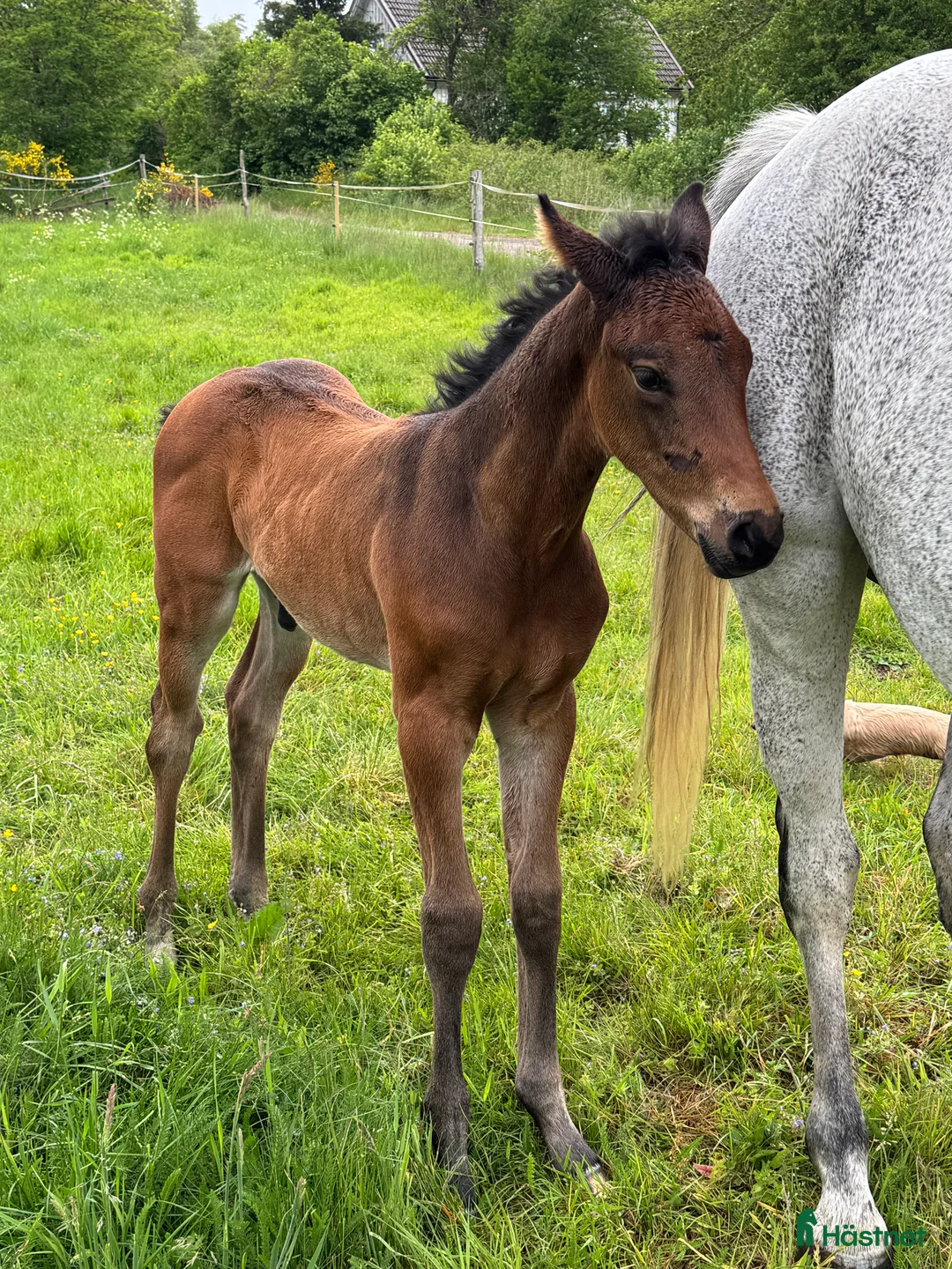 Allround hästar till salu: Exklusivt kvalitetsföl efter Hardrock Z ⭐️ i Ullared - Annons 9