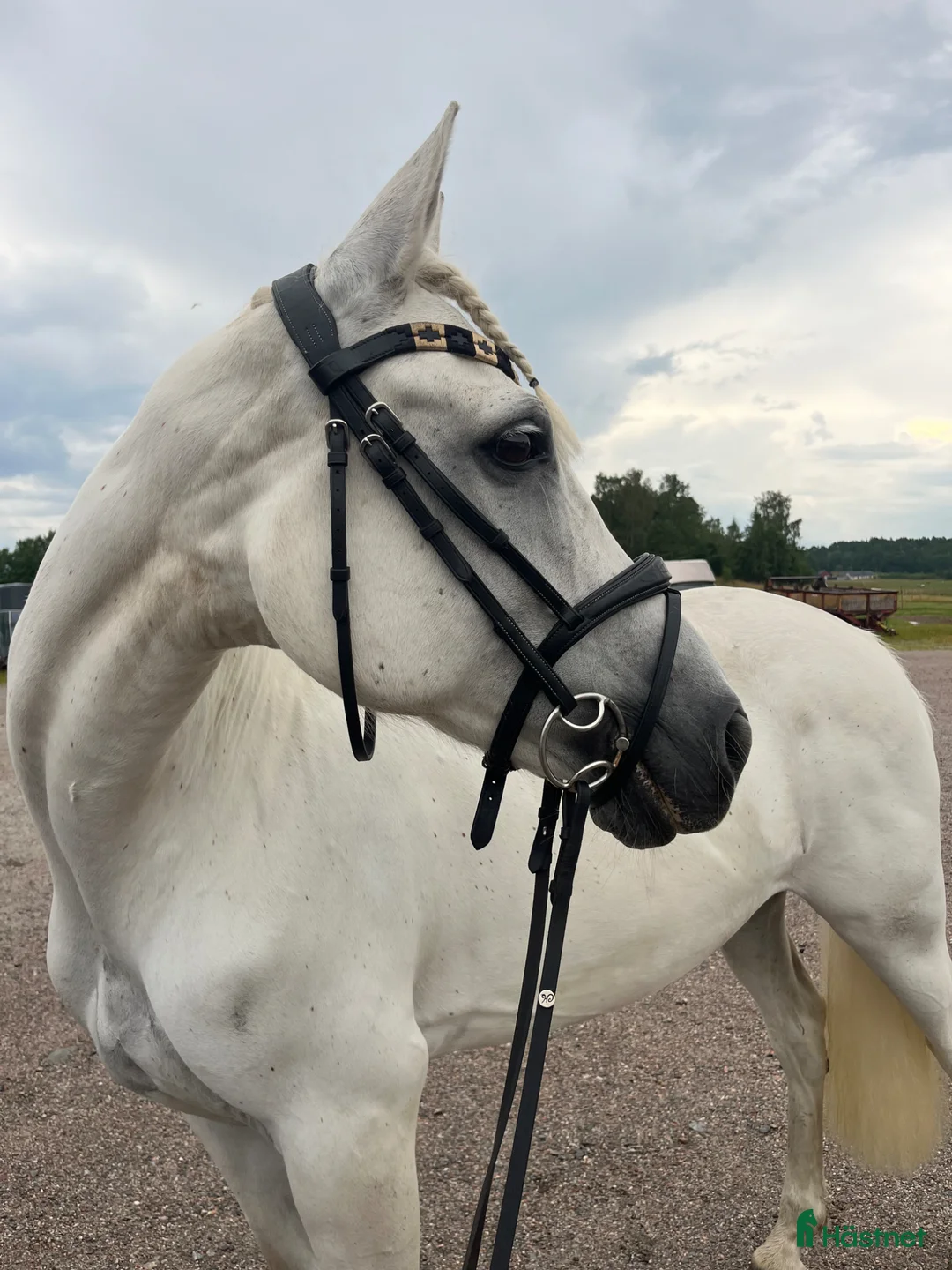 Allround hästar till salu: Bästa vän säljes - Annons 1