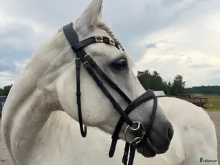 hästar Bästa vän säljes - Annons 2