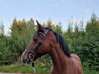 Allround hästar till salu i Mariestad - Annons 1